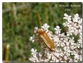 Oedemera podagrariae